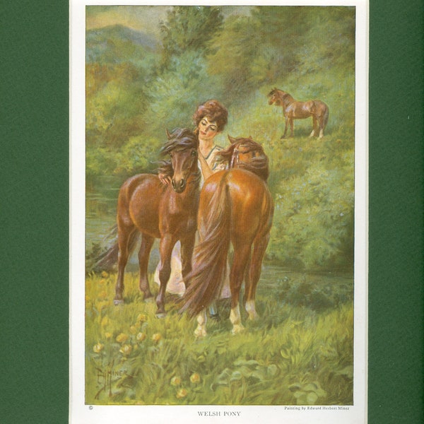 Welsh Pony, Vintage 1923 National Geographic Print by Edward Herbert Miner