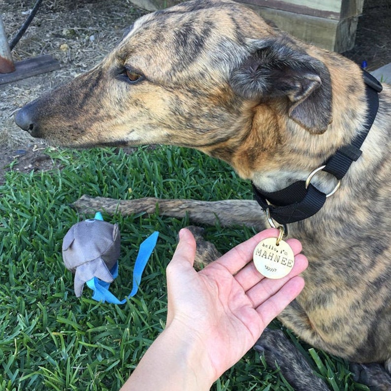 K&ouml;nnte beinhalten: Ein brauner und schwarzer Windhund mit einem schwarzen Halsband mit einem Messinganh&auml;nger, auf dem "believe it's MAHNEE" steht. Der Hund sitzt auf gr&uuml;nem Gras mit einem blauen und grauen Spielzeug im Vordergrund.