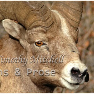 Big Horn sheep up close by Tim Mitchell