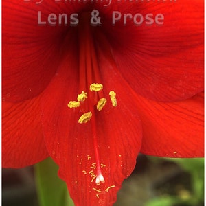 Digital Download Red Amaryllis flower by timothy mitchell