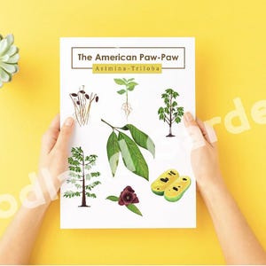 Paw paw Poster