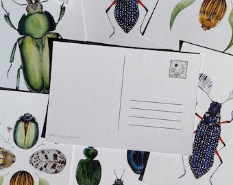 Postcard set of four | Beetle artwork | Mini prints | Wall art | Natural history illustration (148 x 950mm)