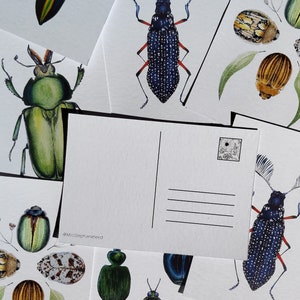 Juego de cuatro postales / Ilustración de escarabajos / Mini impresiones / Arte mural / Ilustración de historia natural (148 x 950 mm)