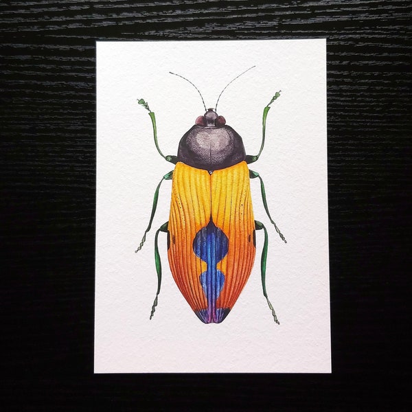 High quality fine art print A4 (29.5 x 21cm) | Jewel beetle - Temognatha nickerli | Queensland insect illustration | Wildlife painting art