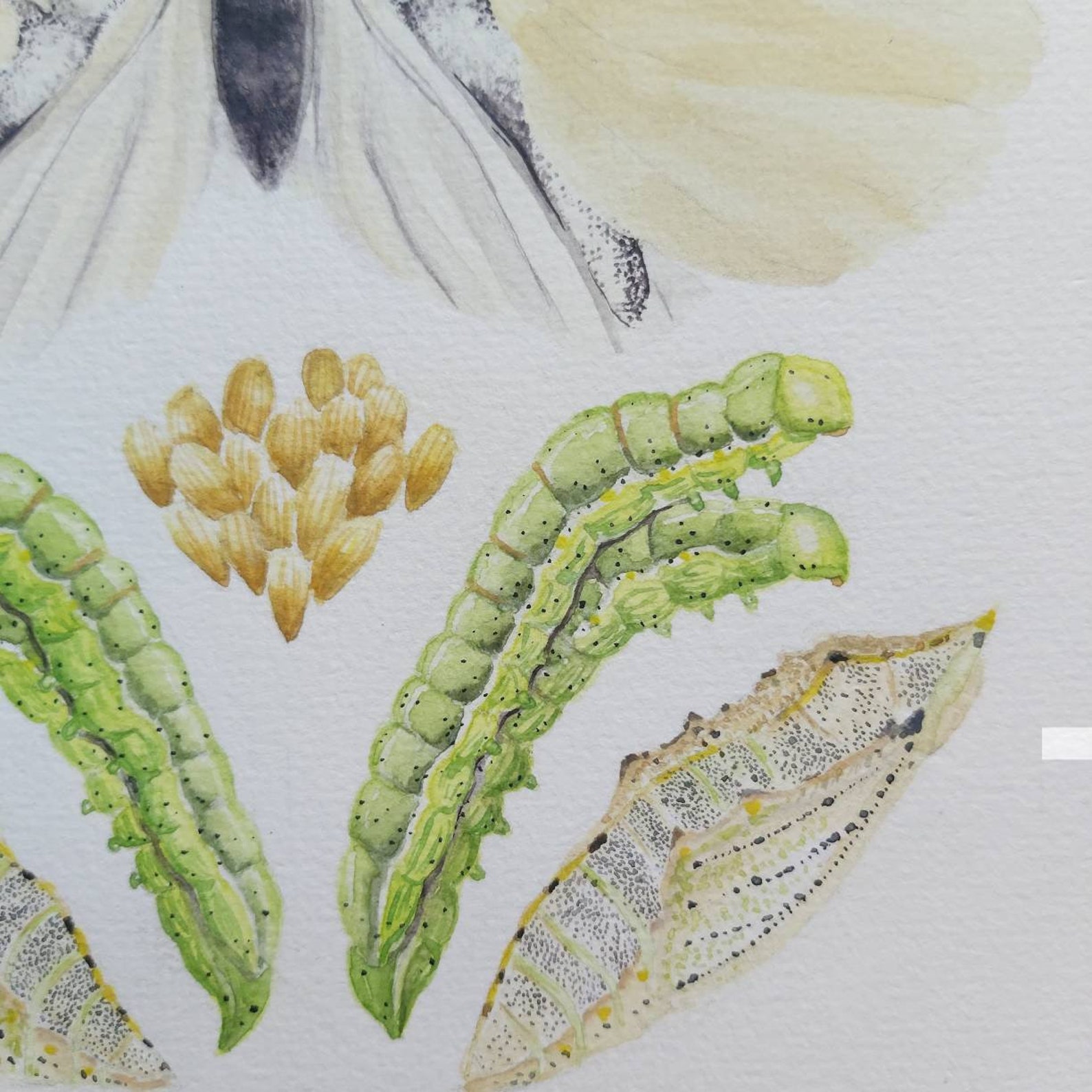 White Cabbage Butterfly Lifecycle Original Watercolour Painting Native