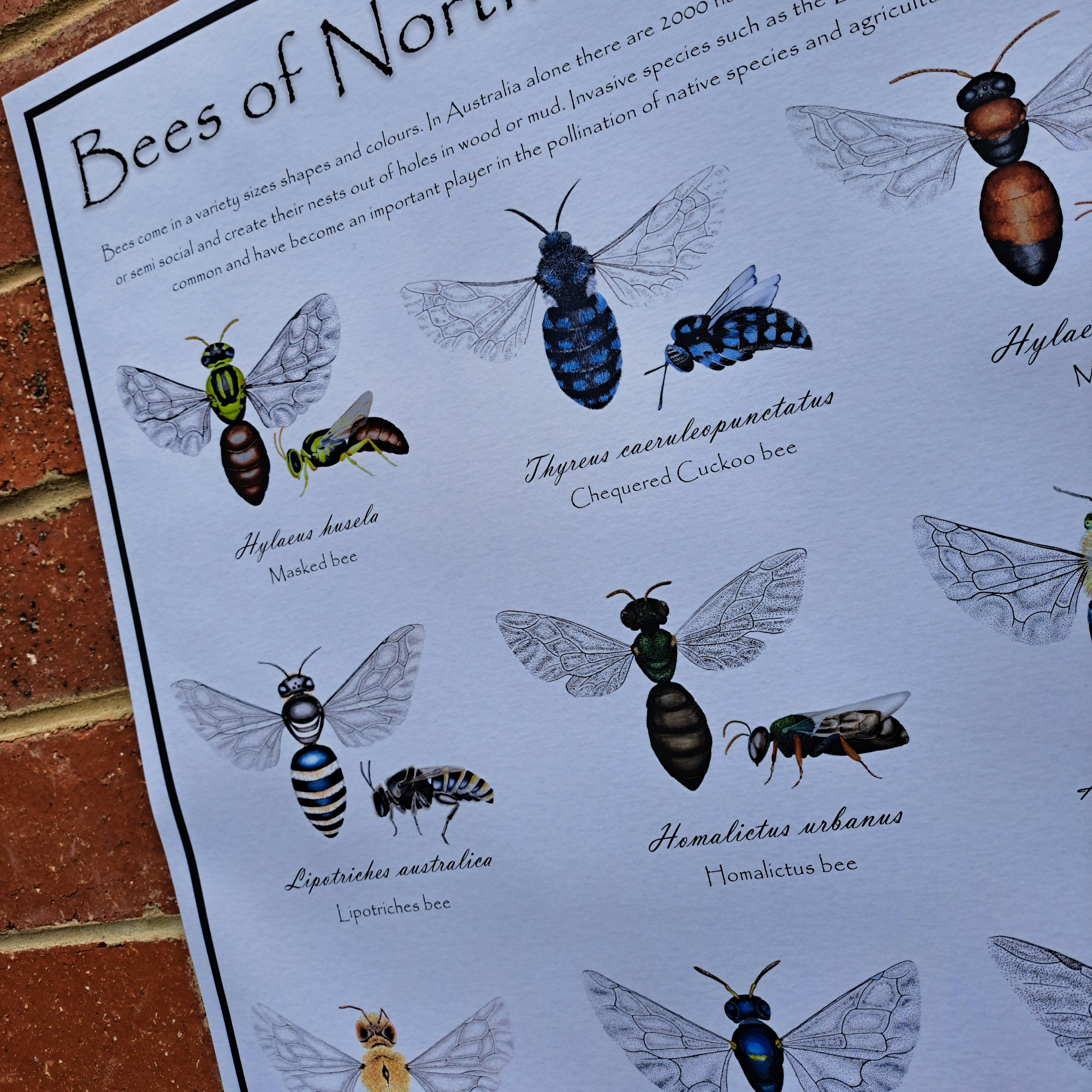 Nt Insects Bees of Northern Territory | Insect Identification Guide | Native ...