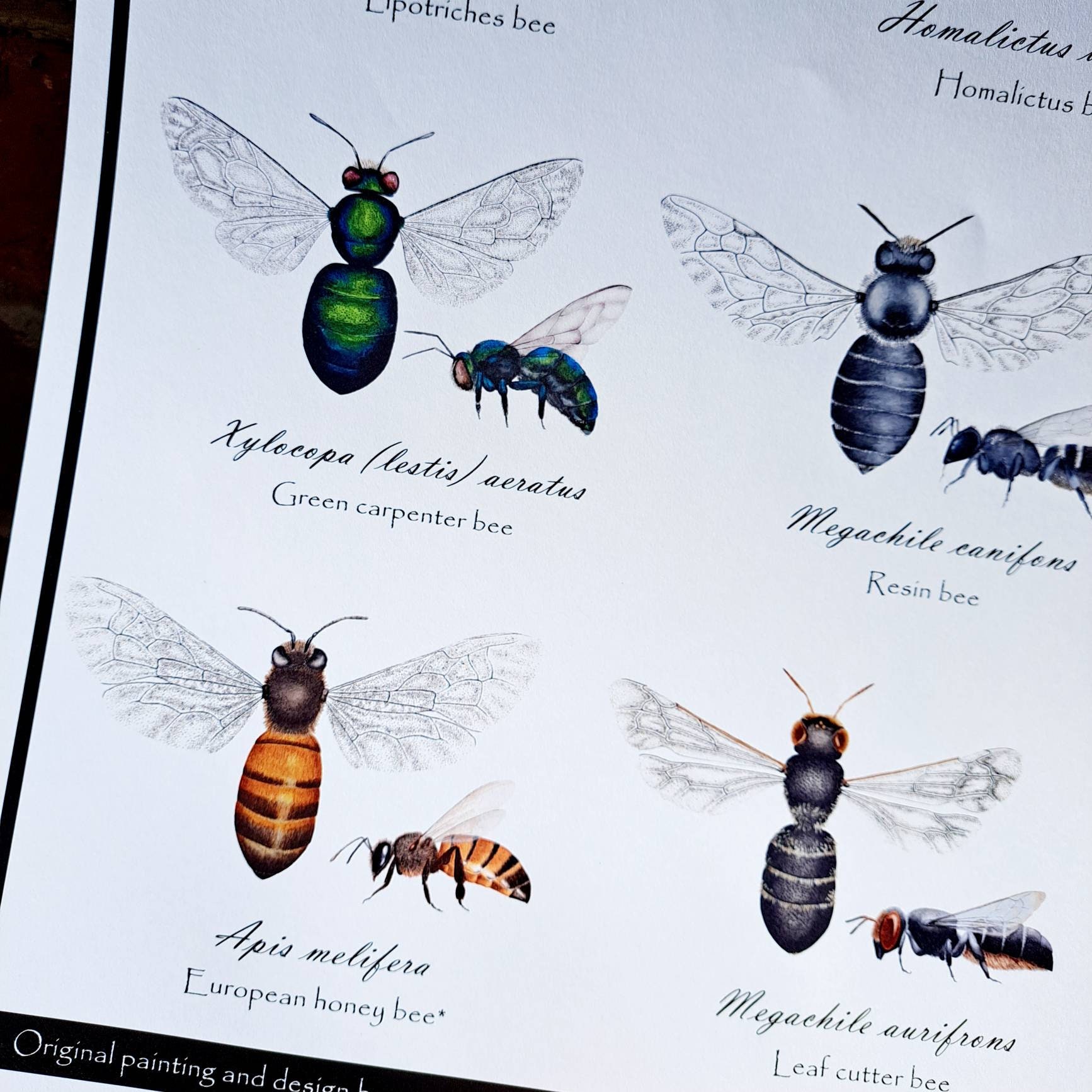 Bees of South Australia Poster | Insect Identification Guide | Native ...