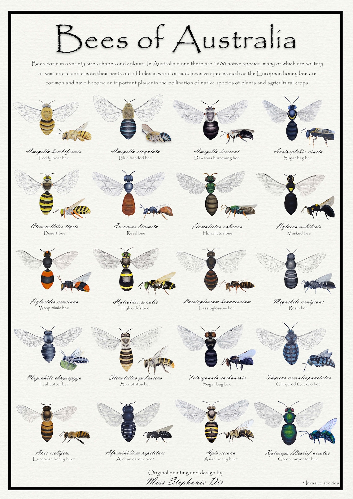 Bees of australia identification poster educational species etsy