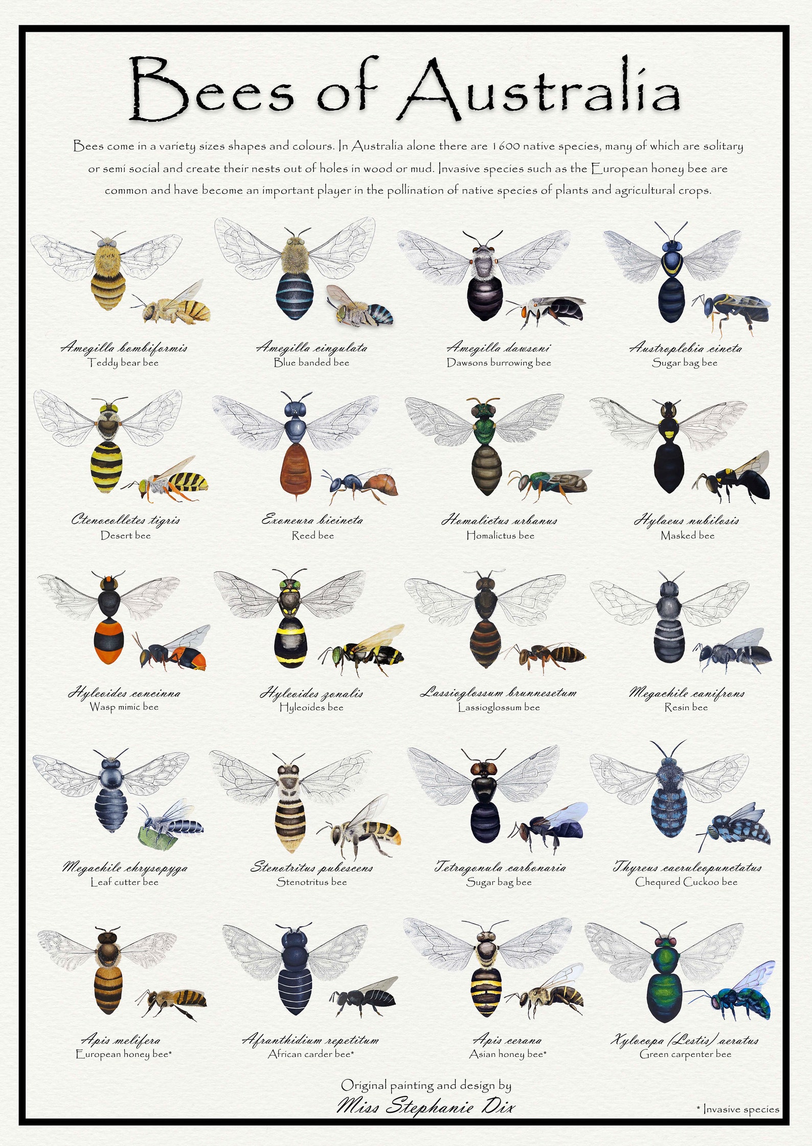 Bees of Australia identification poster Educational species Etsy