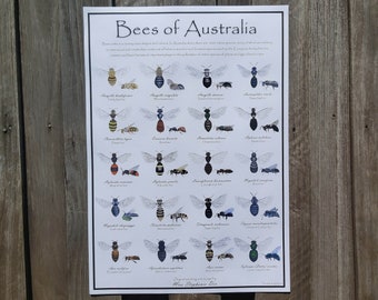 Bees of Australia identification poster | Educational species guide | Horticulture wall art | Classroom and Home-school nature illustration