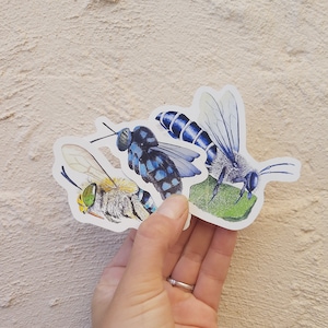Set van 3 inheemse bijen | Decoratieve vinylstickers | Natuurillustratie | Scrapbookingambachten | Australisch insectenontwerp | Weerbestendig