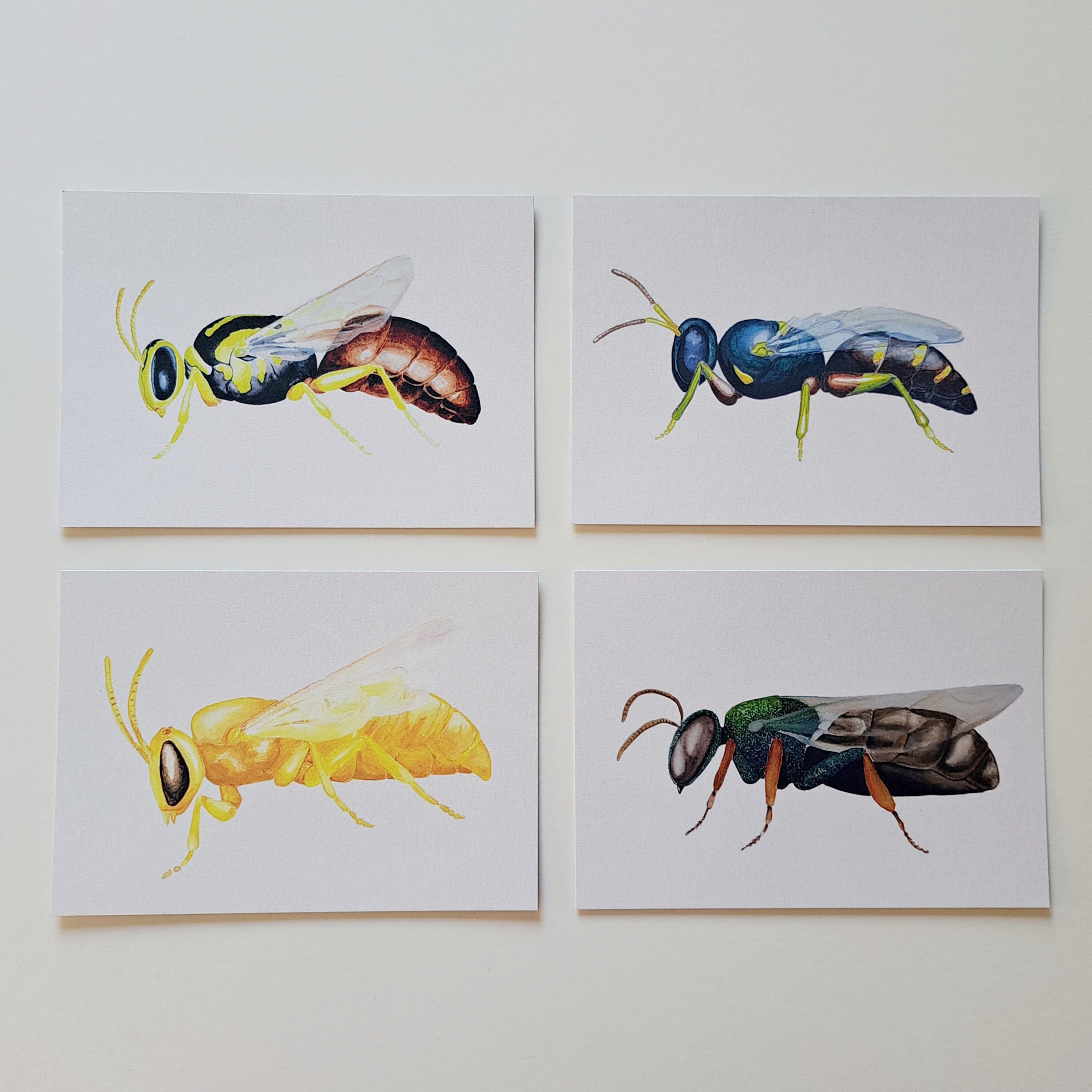 Nt Insects Northern Territory Bees Postcard | 4 Pack | Mini Prints | Australian ...