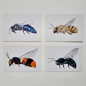 Postal de abeja Nsw / Paquete de 4 / Mini impresiones / Ilustración de vida silvestre australiana / Papelería de insectos / Arte de pared