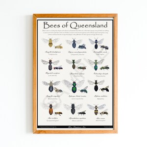 Könnte beinhalten: Ein illustriertes Poster mit dem Titel "Bees of Queensland", das 12 verschiedene Bienenarten zeigt, die in Queensland, Australien, heimisch sind. Jede Biene ist mit ihrem wissenschaftlichen Namen und ihrem gebräuchlichen Namen illustriert. Das Poster ist in einem hellbraunen Holzrahmen gerahmt.