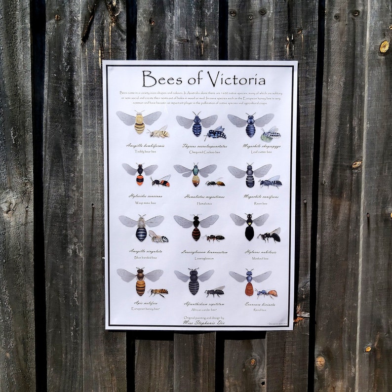 Bees of Victoria identification poster Educational species Etsy
