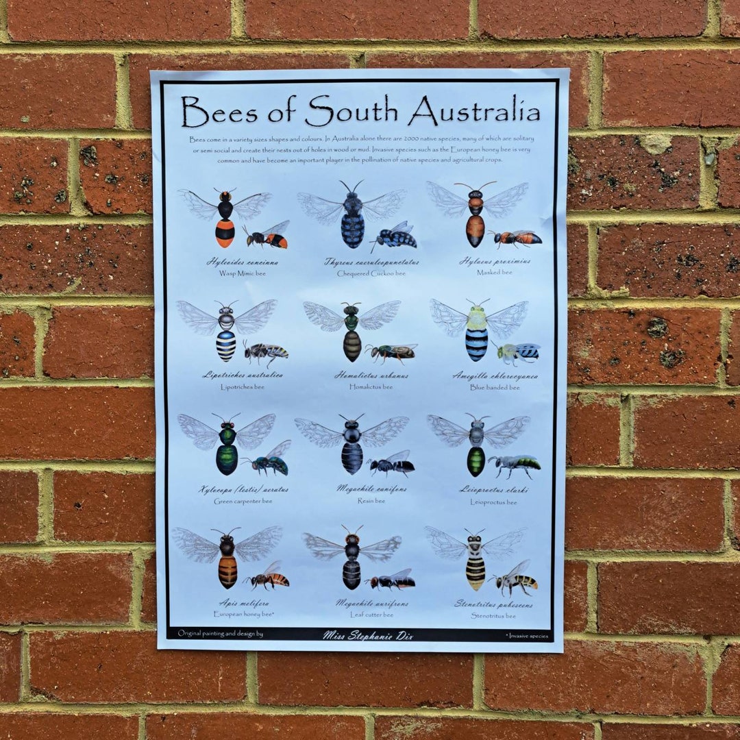 Bees of South Australia Poster | Insect Identification Guide | Native ...