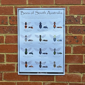 Bees of South Australia Poster | Insect Identification guide | Native Australian Insect Artwork