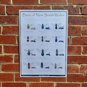 Bienen von NSW Lernposter | Artenkennzeichnung | Natur Wandkunst | Illustrierte Insekten für Klassenzimmer | Australische Fauna