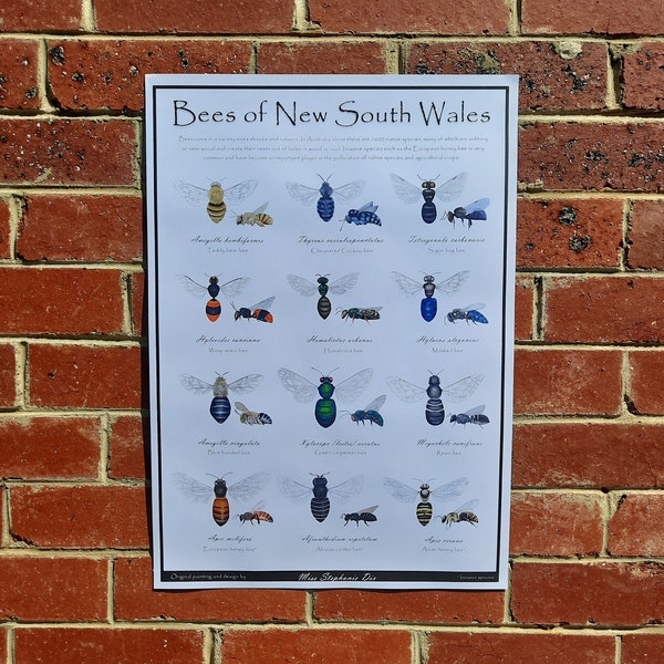 Bees of NSW educational poster | Identification species guide | Nature wall art | Illustrated insects for classroom | Australian fauna