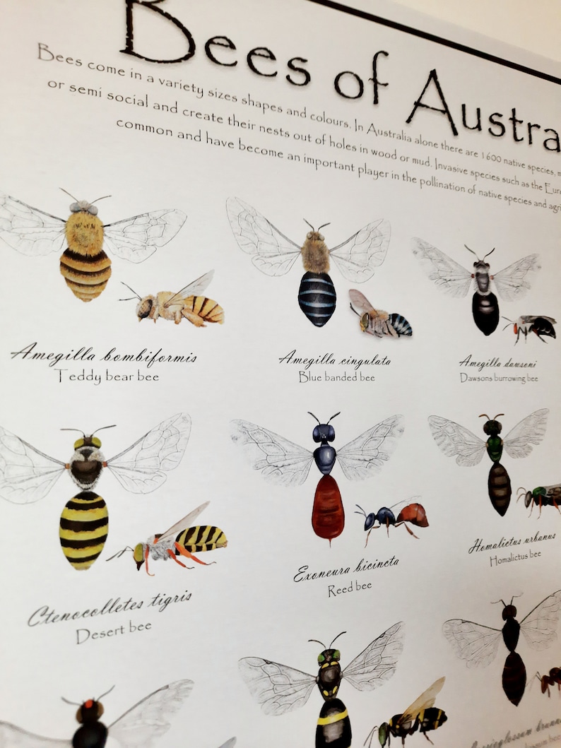 Bees of Australia Identification Poster | Educational Species Guide ...