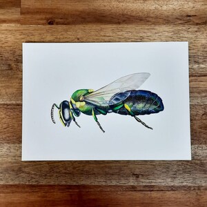 Art Print Native Bee A5 | QLD masked bee species | Australian wildlife watercolour illustration | Entomology home décor | Native insect art