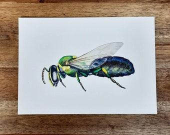 Kunstdruck Native Biene A5 | QLD maskierte Bienenarten | Australische wild lebende Tiere Aquarell Illustration | Entomologie Wohndekor | Heimische Insektenkunst