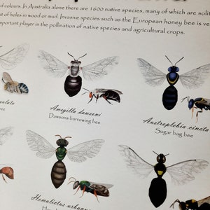 Bees of Australia Identification Poster | Educational Species Guide ...