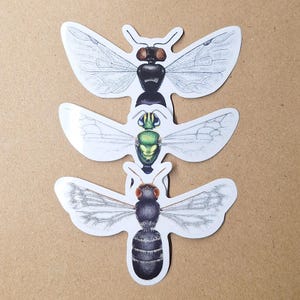 Einheimische Bienen 3er Pack | Dekorative Vinyl Aufkleber | Laptop Aufkleber | Scrapbooking Basteln | Australisches Insekten Design | Witterungsbeständig