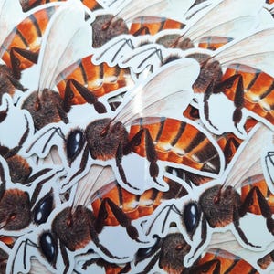 May include: A pile of bee stickers. Each sticker shows a detailed illustration of a bee with brown, orange, and black markings. The bees have translucent wings and are set against a white background.