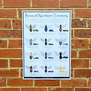 Bienen des Nordterritoriums | Artenlehrführer | Gartenbau Wandkunst | Klassenzimmer und Hausschule Natur Illustration