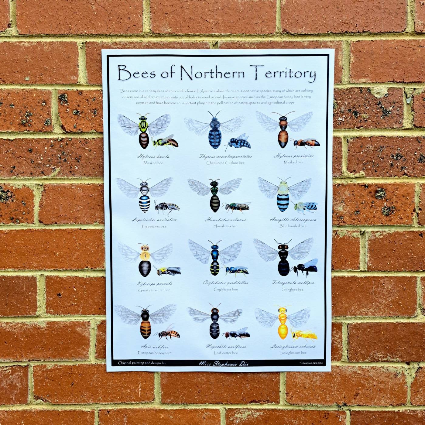 Northern Bees Bees of Northern Territory | Educational Species Guide | Horticulture ...