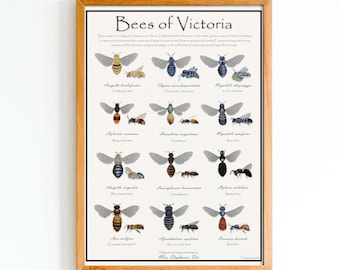 Digital download | Victorian bee species identification poster | Watercolour nature illustration | Native wildlife painting | Educational