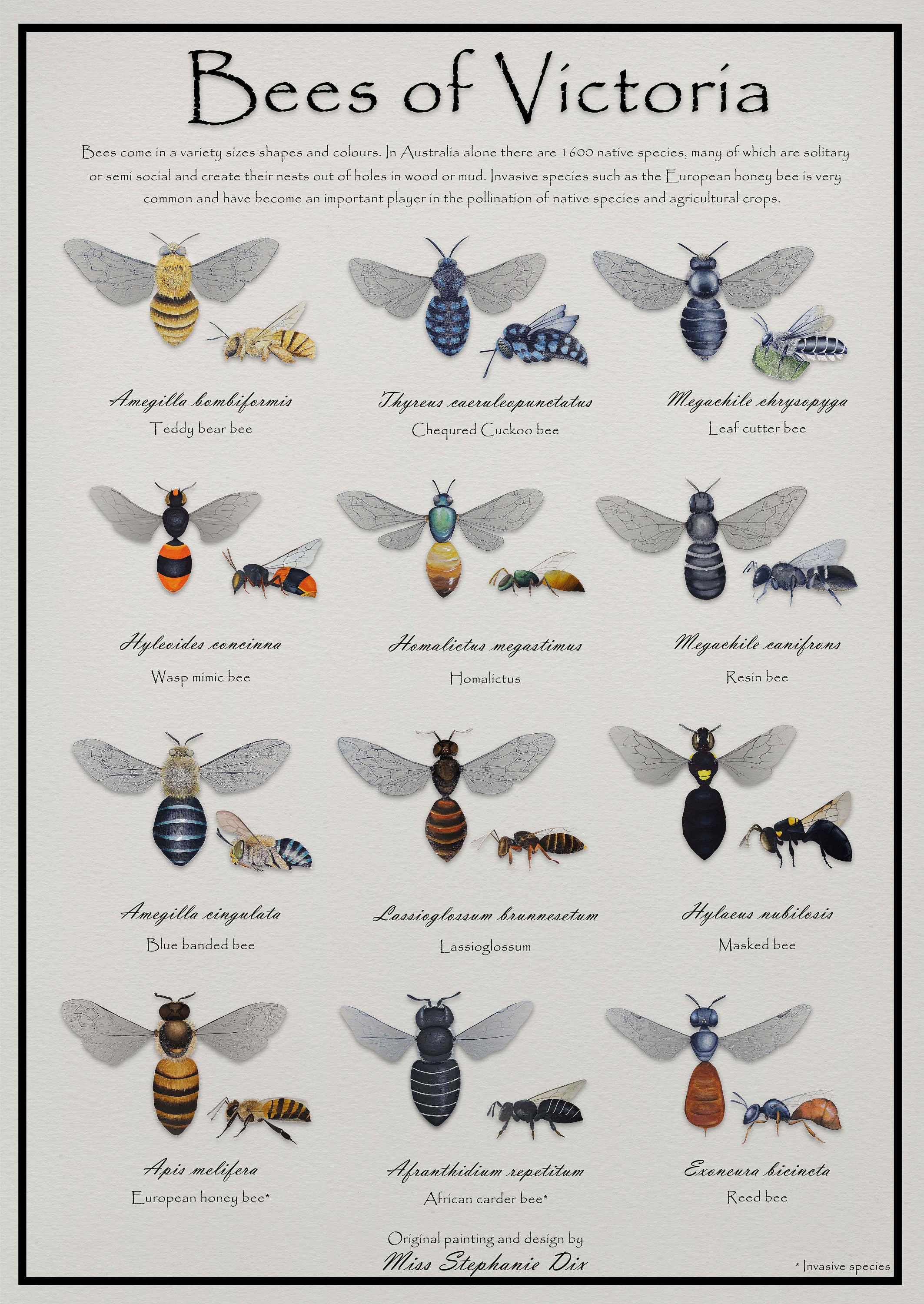 Bees of Victoria Identification Poster Educational Species Etsy Australia
