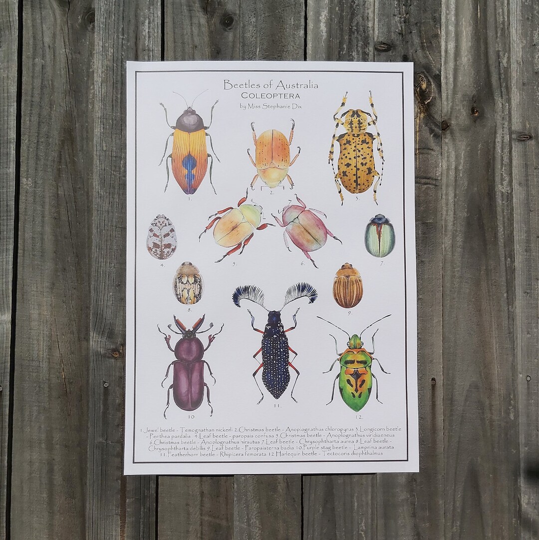 Beetle Illustration Poster Print Australian Insects Entomology ...