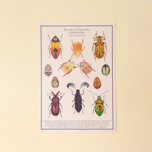 Beetle Illustration Poster Print Australian Insects Entomology ...
