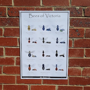 Bees of Victoria identification poster | Educational species guide | Horticulture wall art | Nature art guide | Classroom decoration