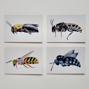 Postcard set - Western Australian bees | 4 pack mini prints | Insect stationary | Wildlife illustration cards