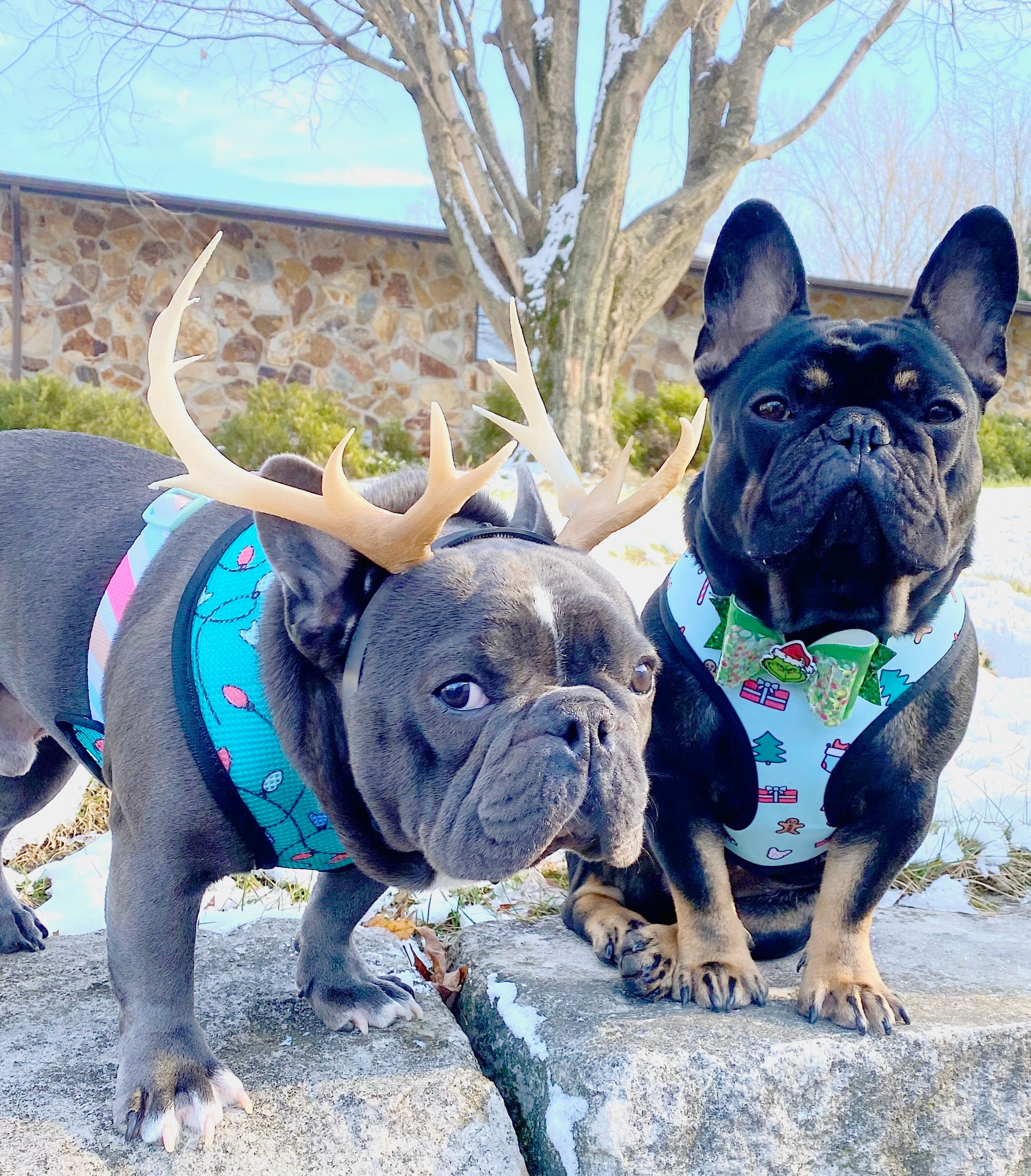 Dog sven clearance costume