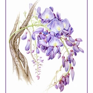 Wisteria Cards and Prints from Original Botanical Painting