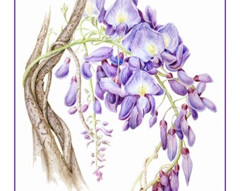 Wisteria Cards and Prints from Original Botanical Painting