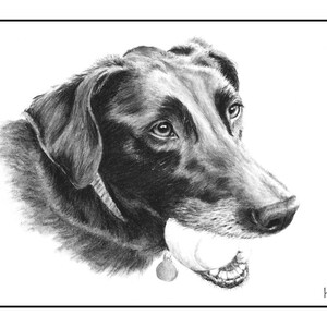 Ball Loving Black Lab Cards & Prints from Original Graphite Drawing