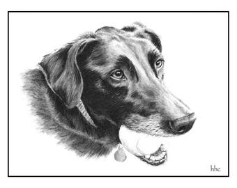 Ball Loving Black Lab Cards & Prints from Original Graphite Drawing