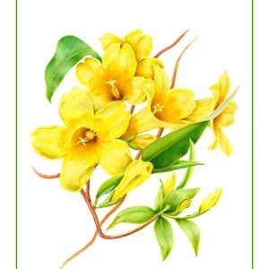 Carolina Jasmine Cards & Prints from Original Botanical Painting