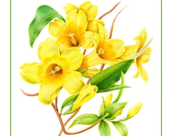 以下が含まれることがあります： 黄色の花と緑の葉の水彩画。花は満開で、繊細で女性らしい印象です。