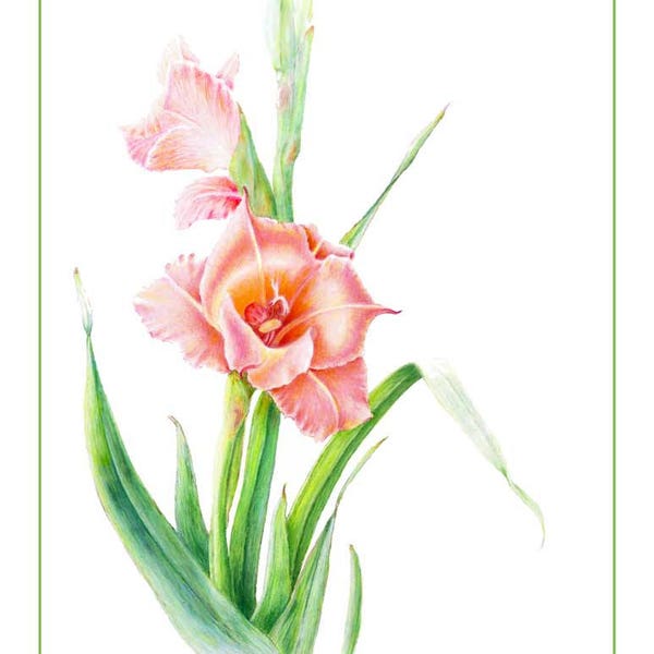 Gladiola Cards & Prints from Original Botanical Painting