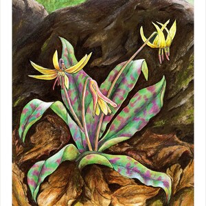 Trout Lily Cards & Prints from Original Painting