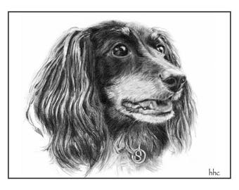 May include: A black and white pencil drawing of a dog with long, flowing hair. The dog is looking to the right and has a friendly expression. The dog is wearing a collar with a tag.
