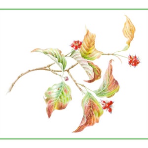 Fall Dogwood Cards & Prints from Original Botanical Painting
