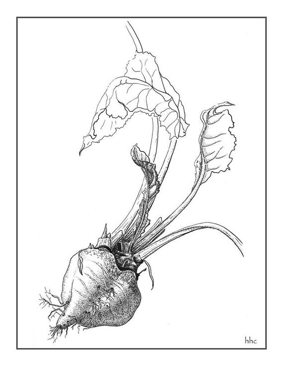 Beet Cards and Prints from Original Ink Drawing