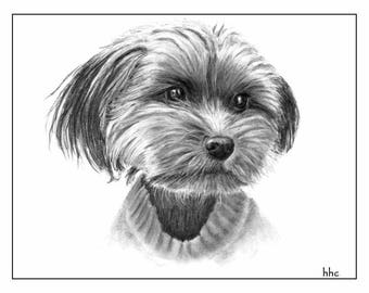 Shih Tzu Cards & Prints from Original Graphite Drawing